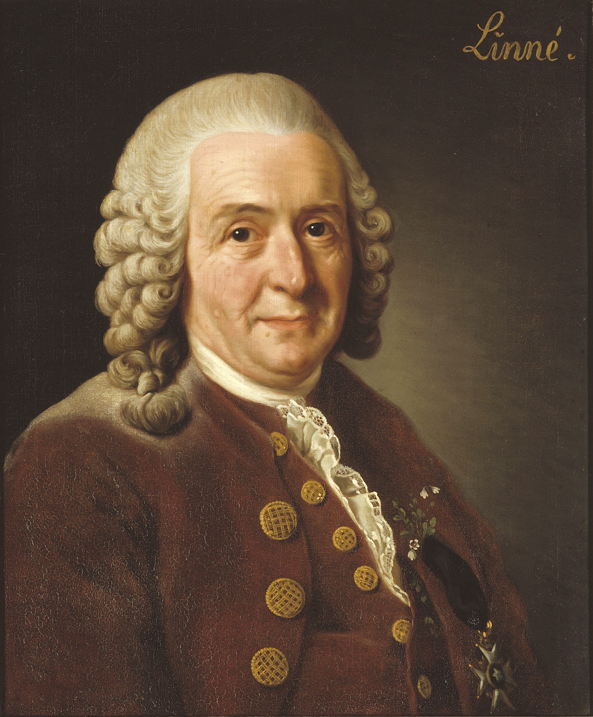 Carl von Linné photo